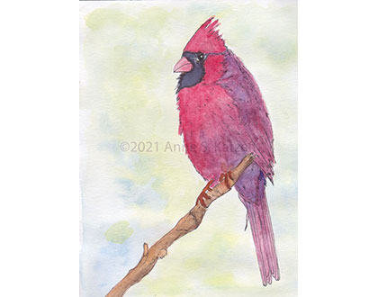 cardinals offer us their cheerful color, song, and presence